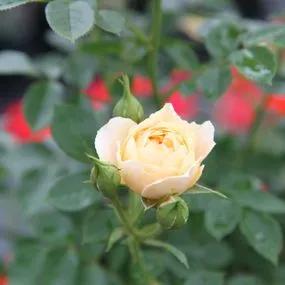 Our Dream Rose (Rosa Our Dream) 1